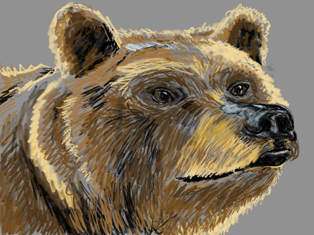 Bear drawing with gray background