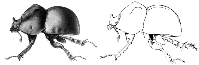 Beetle illustrations