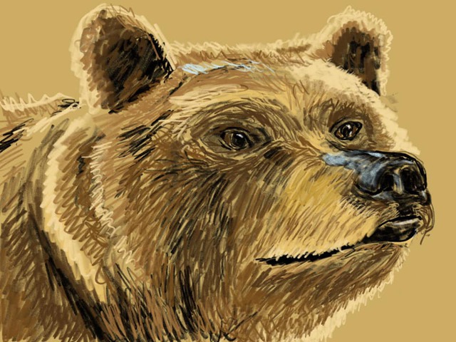 Bear drawing