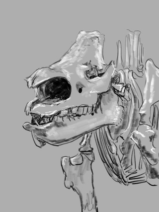 Rhinoceros skeleton drawing