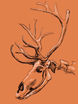 Reindeer skeleton drawing