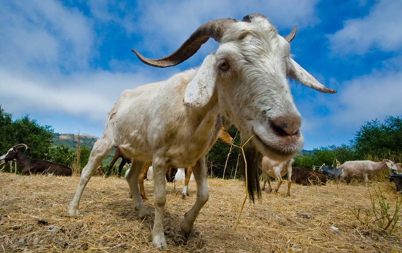 Wide-angle goat photo